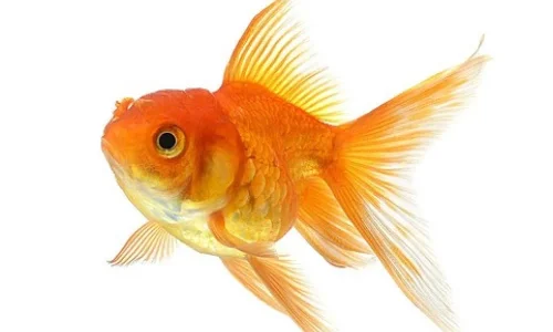 ما تفسير ابن سيرين لرؤية السمك الذهبي في المنام؟