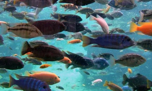 ما تأويلات رؤية السمك الصاحى فى الحلم لابن سيرين؟