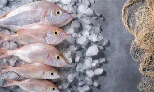 ما تفسيرات رؤية السمك الصغير في المنام للمتزوجة؟