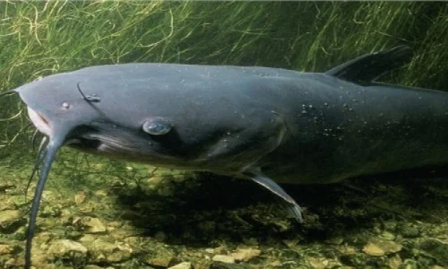 ما تفسير رؤية السمك القرموط في المنام؟