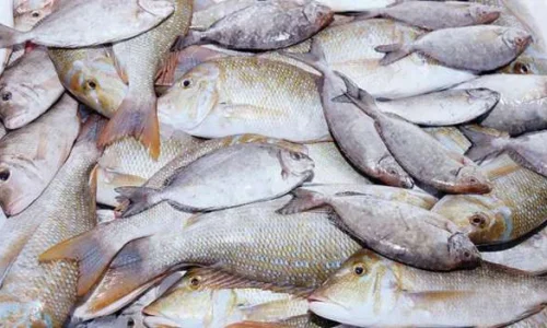 ما تأويل رؤية السمك الكثير في المنام للعزباء؟