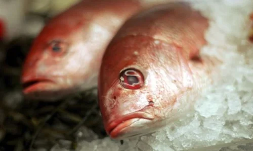 ما تفسيرات رؤية السمك المجمد في المنام لابن سيرين؟