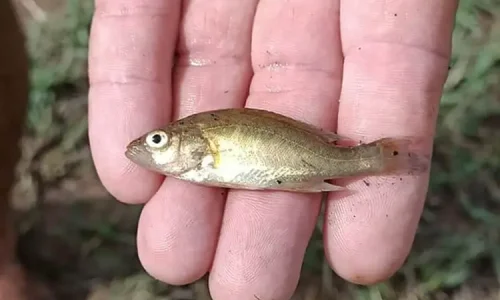 ما تفسير رؤية السمكة الصغيرة في المنام لابن سيرين؟