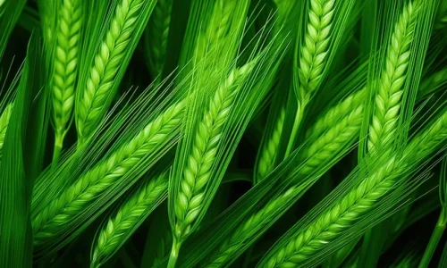 ما تأويل رؤية السنابل الخضراء في المنام؟