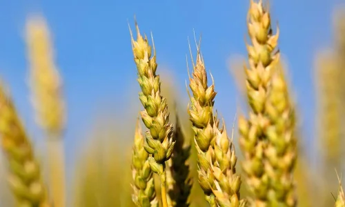 ما تأويلات ابن سيرين لرؤية السنبلة في المنام؟