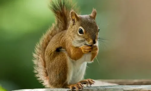 ما تفسيرات رؤية السنجاب في المنام للعزباء؟