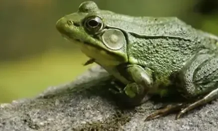ما تفسيرات رؤية الضفدع الصغير في المنام لابن سيرين؟