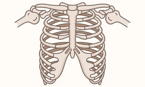 ما تأويل رؤية الضلع في المنام لابن سيرين؟
