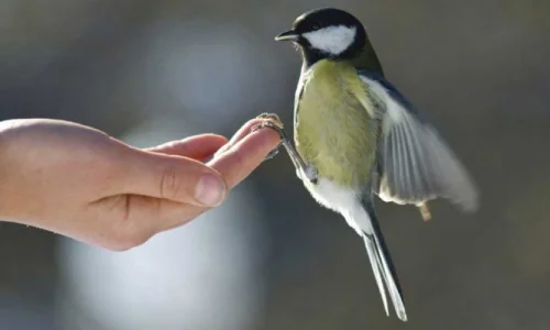 ما تأويلات رؤية الطائر الجميل في المنام لابن سيرين؟