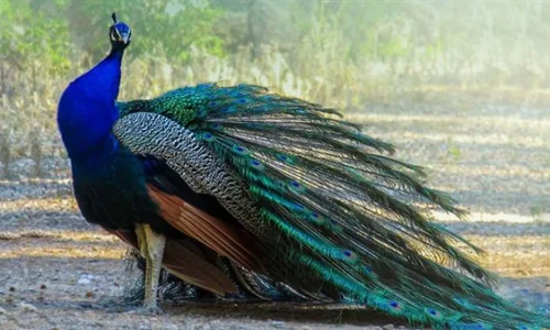 ما تأويلات رؤية الطاووس في المنام للحامل؟