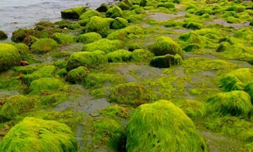 ما تفسير رؤية الطحالب البحرية في المنام لابن سيرين؟