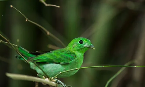 ما تفسيرات رؤية الطير الأخضر في المنام؟