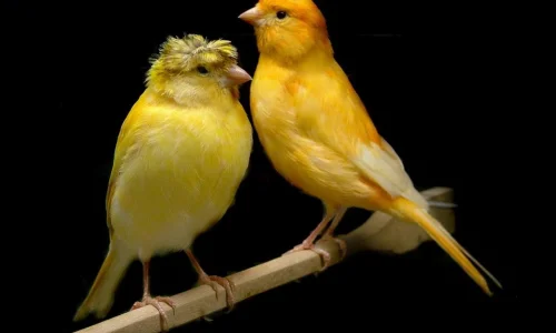 ما تأويلات رؤية الطير الاصفر في المنام؟