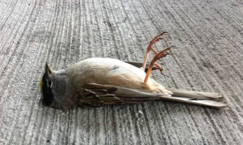 ما تأويلات ابن سيرين لرؤية الطير الميت في المنام؟