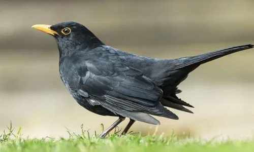 ما تأويل رؤية الطيور بالمنام لابن سيرين؟