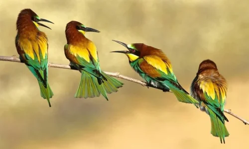 ما تفسيرات رؤية الطيور الصغيرة في المنام؟