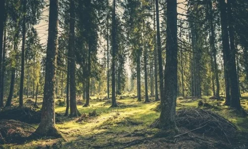 ما تأويلات رؤية الغابة في المنام للعزباء لابن سيرين؟