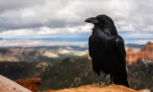 ما تفسيرات رؤية الغراب الاسود في المنام للمتزوجه؟