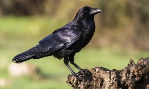 ما تفسير رؤية الغراب في المنام للامام الصادق؟
