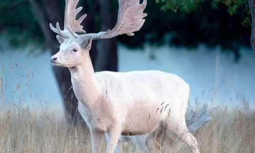 ما تأويل رؤية الغزال الابيض في المنام؟