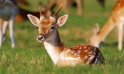 ما تأويلات رؤية الغزال في المنام للحامل لابن سيرين؟