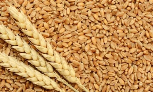 ما تأويل رؤية الغلة في الحلم للمتزوجه؟