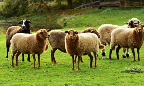 ما تأويلات رؤية الغنم فى الحلم لابن سيرين؟