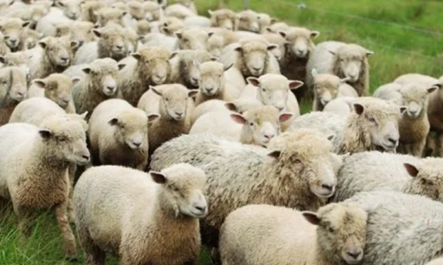 ما تأويل رؤية الغنم في منام العزباء لابن سيرين؟