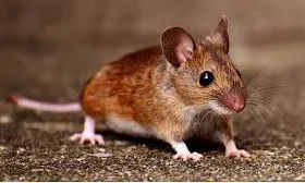 ما تأويلات رؤية الفأر البني في المنام لابن سيرين؟