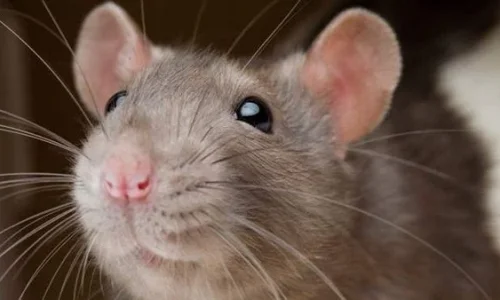 ما تأويلات رؤية الفئران في المنزل في المنام لابن سيرين؟