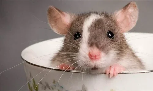 ما تفسيرات رؤية الفار في المنام للمتزوجة؟