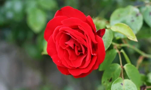 تعرف على أهم تفسيرات رؤية الورد بالحلم للمتزوجه