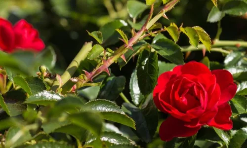 اعرف أهم 10 دلالات لرؤية الورد فى المنام للعزباء لابن سيرين