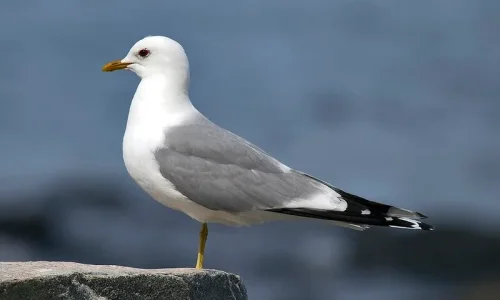 تعرف على أهم 20 تفسيرات لابن سيرين لرؤية النورس في الحلم