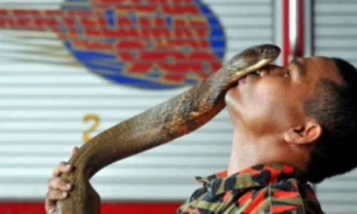 اكتشف أهم 50 تأويل لابن سيرين لرؤية امساك الثعبان الاسود في المنام