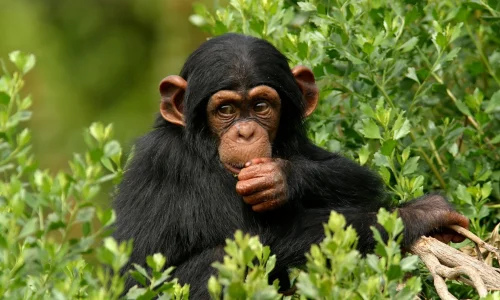 اكتشف أهم 100 تفسير رؤية القرد في المنام للعزباء