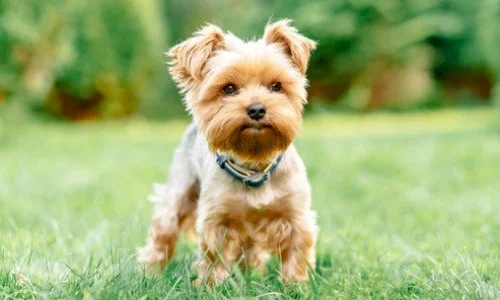 تعرف على تفسيرات ابن سيرين لرؤية كلب صغير في المنام