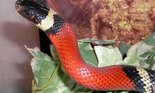 اكتشف أهم 50 دلالة لابن سيرين لرؤية ضرب الثعبان في المنام