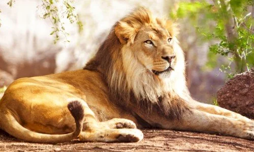 تعرف على ما هو تفسير رؤية الأسد في المنام ابن سيرين؟