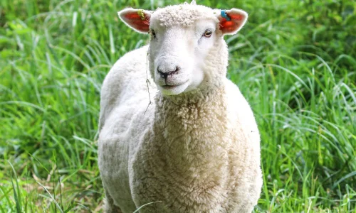 تعرف على أهم 100 تفسير لرؤية الخروف في الحلم