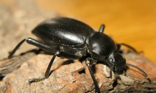 ما هي أهم دلالات ابن سيرين لرؤية الخنفس الاسود في المنام؟