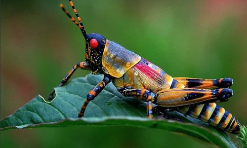 تعرف على أهم 20 تفسير لابن سيرين لرؤية الجراد في الحلم