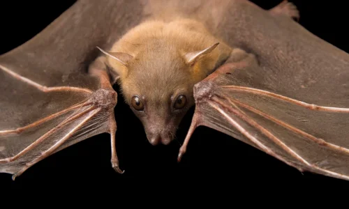 ما هي أهم 20 دلالات لرؤية الخفافيش في المنام لكبار المفسرين؟