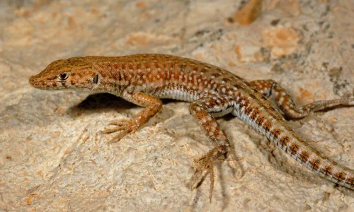 اعرف أهم تأويلات كبار المفسرين للحلم بسحلية في المنام