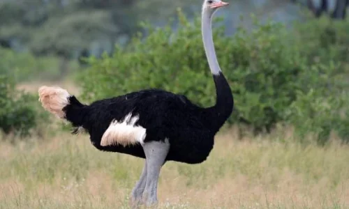 تعرف على أهم 100 دلالة لابن سيرين لرؤية النعام في المنام