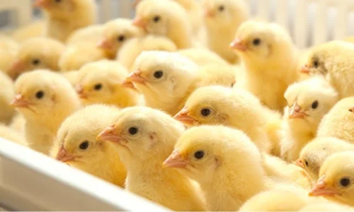 ما هي أهم دلالات كبار المفسرين لرؤية الكتكوت فى المنام؟