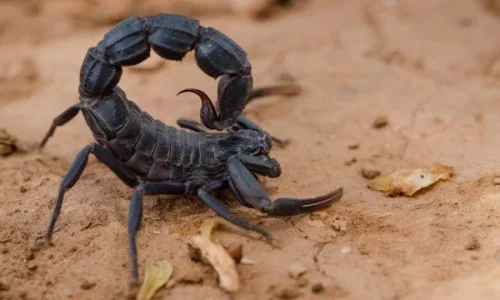 اعرف أهم  20 تفسير لابن سيرين لرؤية العقرب السوداء في المنام