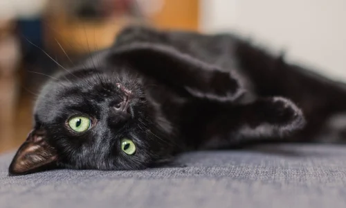 تعرف على أهم 50 تفسير لابن سيرين لحلم قطه سوده في المنام