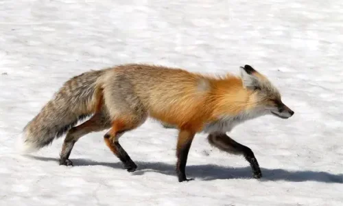 ما هو تفسير  ابن سيريم لرؤية ثعلب في المنام؟