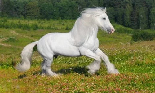 اعرف أكثر عن تفسير حلم الحصان الأبيض للحامل لابن سيرين